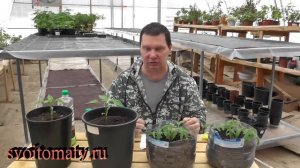 Чем подкормить рассаду томатов и перцев