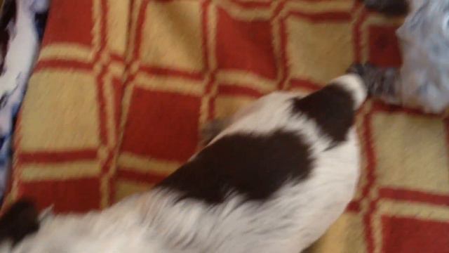 Наши щенки смотреть онлайн