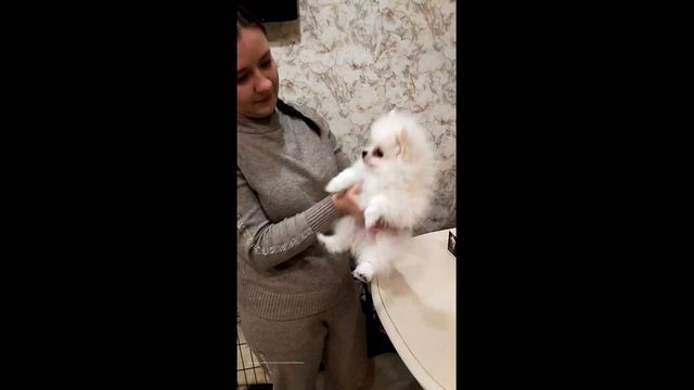 Чтобы поставить клеймо собакам, следуем некоторым правилам и процедурам, которые описаны в ролике смотреть онлайн