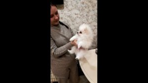 Чтобы поставить клеймо собакам, следуем некоторым правилам и процедурам, которые описаны в ролике