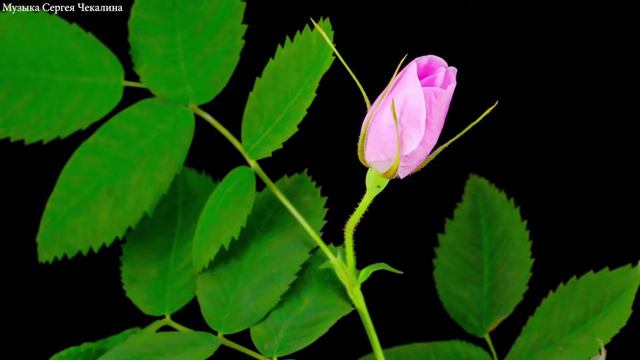 Красивая мелодия до слёз! Одна из лучших самых красивых расслабляющих мелодий! Музыка Сергей Чекали смотреть онлайн