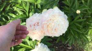 Пион MARGARETS DELIGHT/Маргаретс Делайт