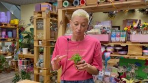 Крассула ложноплауновидная - травянистый суккулент | Обзор интересного сорта денежного дерева