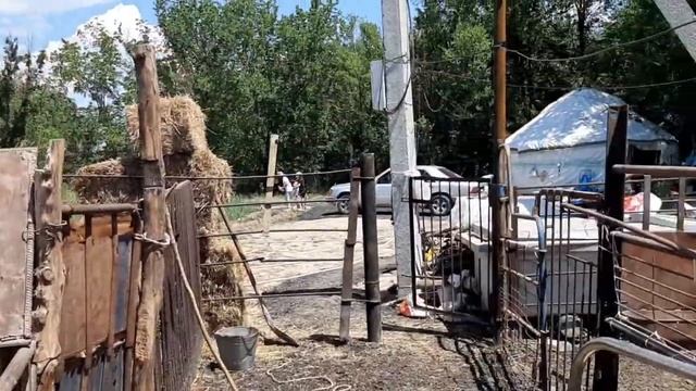 Процесс дойки кобыл смотреть онлайн