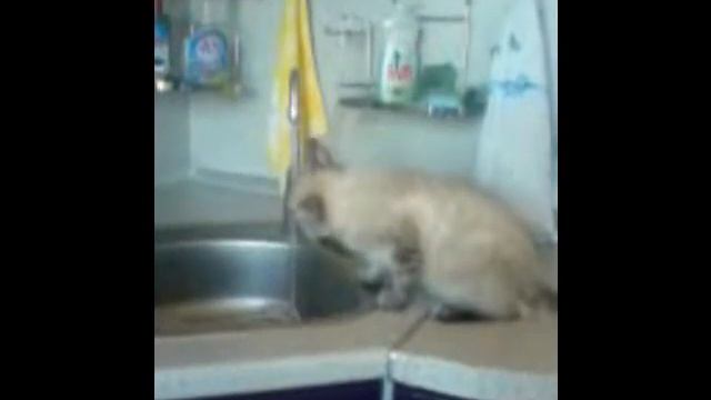 Кот Матроскин смотреть онлайн