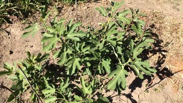 Секреты инжира: перспектива, ассоциации и знаки. Только для взрослых.