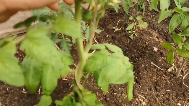 Сам удивляюсь, как мы со всем этим справляемся! смотреть онлайн