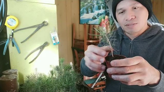 Pera Sa Pagpapatubo Ng Mga Seedlings