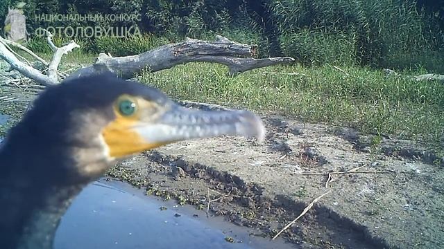 ID3903/Астраханский заповедник/Большой баклан смотреть онлайн