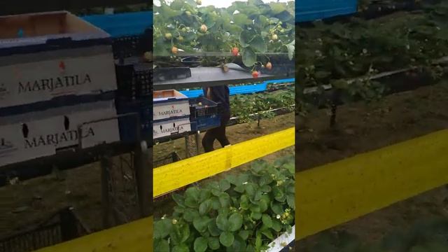 Клубника Финляндия смотреть онлайн