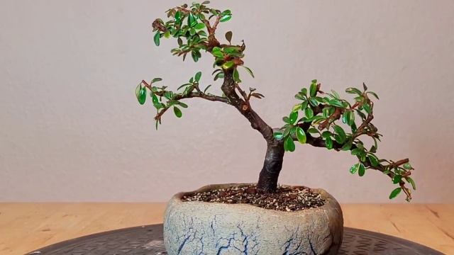 Bonsai Cotoneaster Dammeri Skogholm