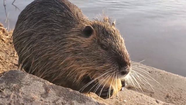 16 Интересных Фактов о Бобрах смотреть онлайн
