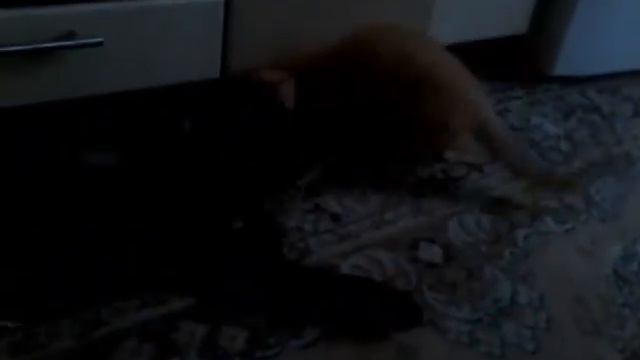Мой котёнок уже вырос и стал красавчиком!!!!❤❤❤❤💙💙💚💚💛💛💛👄👄👄👄💖💖💖💕💕💔💔💓💜💘💝💝💝💝💝 смотреть онлайн