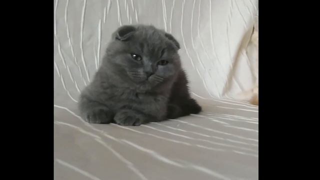 шотландские котята Харьков,Украина смотреть онлайн