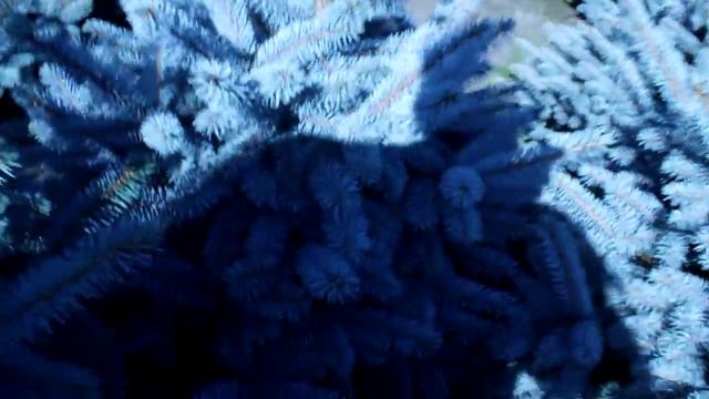 16 455 Ель колючая голубая в горшке 1.20 – 1.40 м. смотреть онлайн