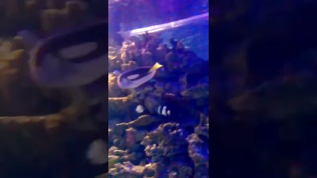 Голубой хирург ( большой) смотреть онлайн