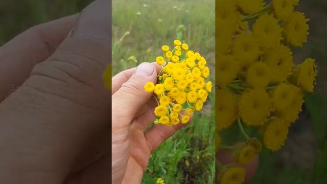 Как выглядит пижма.. смотреть онлайн