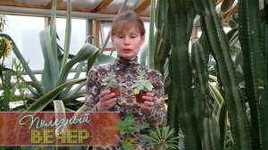 Как ухаживать за кактусами зимой?