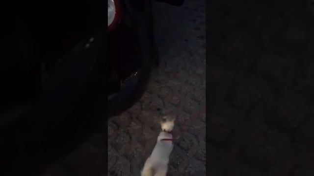 Mekong bobtail cat like a dog! Меконгский бобтейл гуляет на поводке как собака! смотреть онлайн