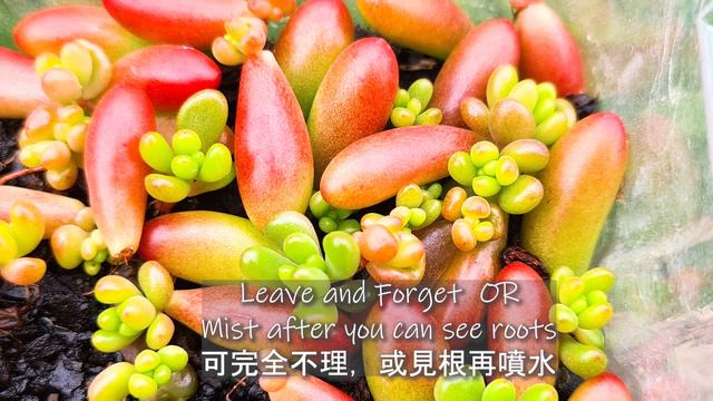 【Succulent Care&Propagation #03】The Golden Succulent TIPS you never knew before｜Artistic Succulent植 смотреть онлайн