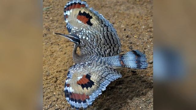 Солнечная цапля смотреть онлайн