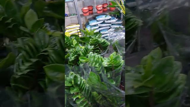 Калоказия. Садовый центр Росток смотреть онлайн