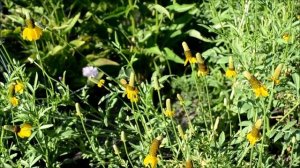 Ратибида колоновидная желтая