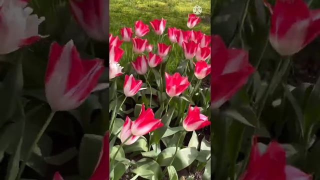 С Международным Днём танца! смотреть онлайн