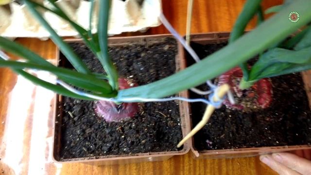 ? Ч. 2 Как получить свои семена лука Эксибишен. Январь. Нюансы при хранении. смотреть онлайн