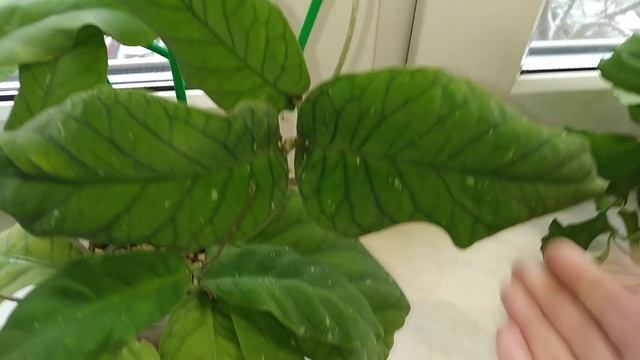 Хойи с шелковыми листьями: Hoya Cagayanensis, Hoya Walliniana, Hoya Meredithii