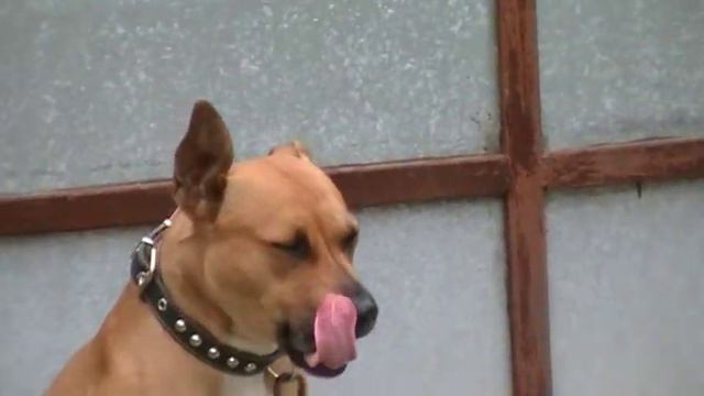 АМСТАФ - УНИКАЛЬНАЯ ПОРОДО ВО ВСЕХ ОТНОШЕНИЯХ смотреть онлайн