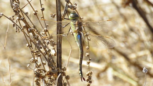 Female Vagrant Emperor - Anax ephippiger - Zadellibel / Altea - Spain / September 2021 смотреть онлайн