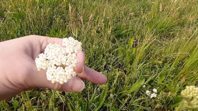 Moćna biljka za prvu i krajnju pomoć: Cveta preko celog leta смотреть онлайн