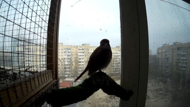 Сорокопут-жулан учится петь (около 7 месяцев) смотреть онлайн