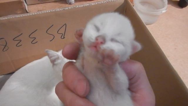 Один из трех котят открыл глазки. смотреть онлайн