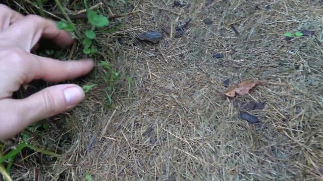 Пора делить/пересаживать! Милый агрессор котовник Фассена. Краткий экскурс в историю сада. Часть 1. смотреть онлайн