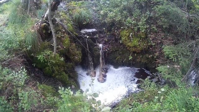 Сбор черники. Прогулка по лесу. Отзыв о неопреновых сапогах XZ. смотреть онлайн