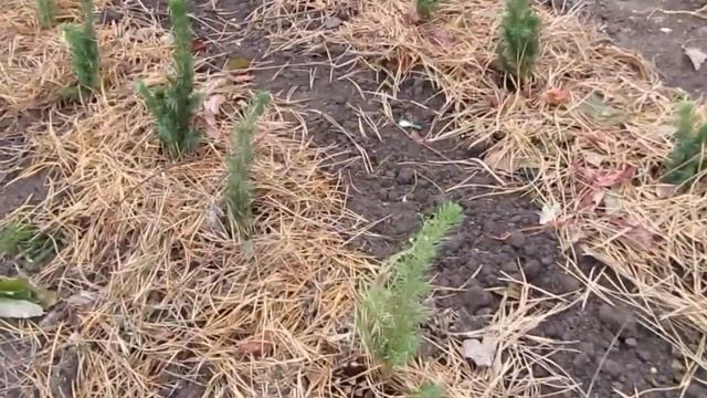 Посылка с сеянцами хвойных растений смотреть онлайн