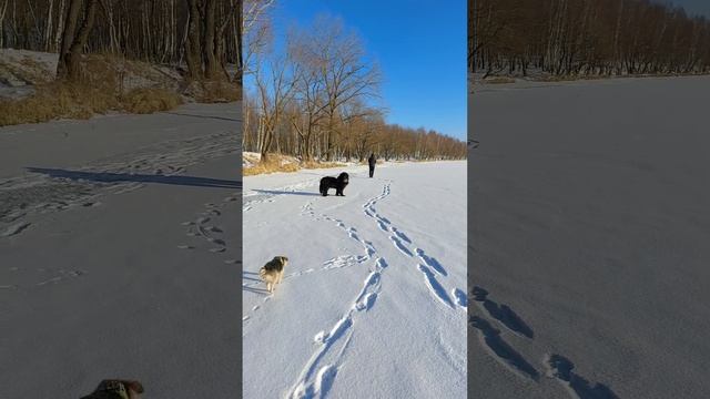 Ньюфаундленд выгуливает овчарку. смотреть онлайн