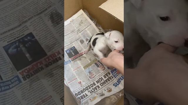 Питбуль в ярости 🤬 1 месяц смотреть онлайн