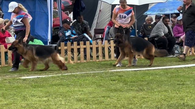 Рабочие суки дш от Елены Бажуковой / Моно немецких овчарок ранга ПК БРОННИЦЫ 10 августа 2024