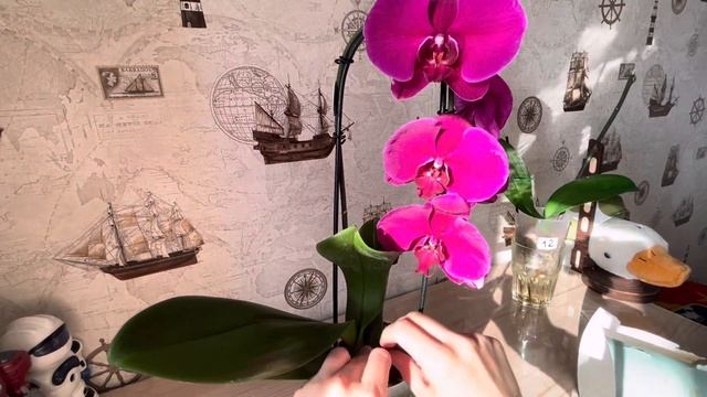 Обновление по ГОЛУБОЙ орхидее?12 орхидея( видео 3).Новая красавица в орхо-семье??? смотреть онлайн