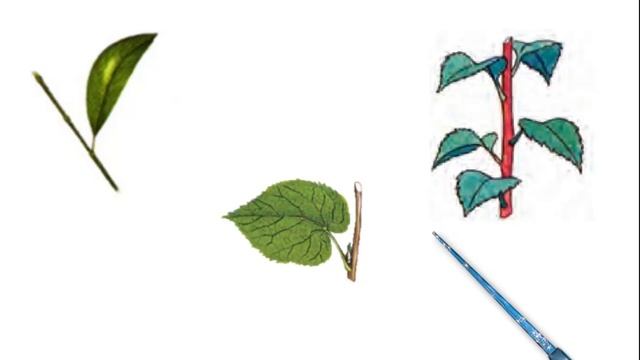 Barg haqida malumot смотреть онлайн