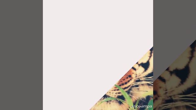 Тигры смотреть онлайн