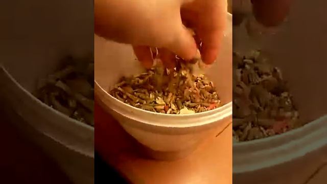 Качество корма для морских свинок смотреть онлайн