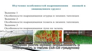 Петуния Альдерман — особенности выращивания