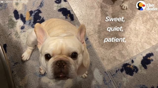 Stubborn Frenchie Hilariously Argues With Mom For 3 Hours Over Dinner | The Dodo смотреть онлайн