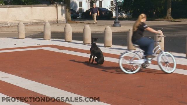 Doberman "Midas"13 Mo's Training In Public with Bike Obedience/Protection Trained Dog For Sale смотреть онлайн
