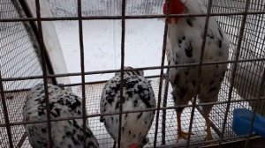 Лучшие куры.Легорн Долматинец