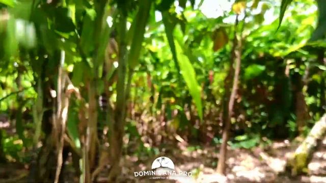 Как растут ананасы и другие фрукты в Доминикане? Манго, авокадо, какао смотреть онлайн